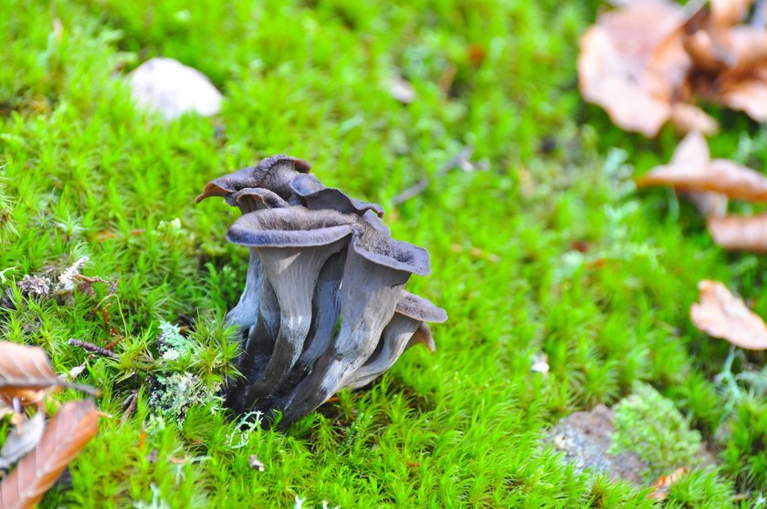 Die Herbst-Trompete fällt mit ihrem schwarzen Hut sofort auf.