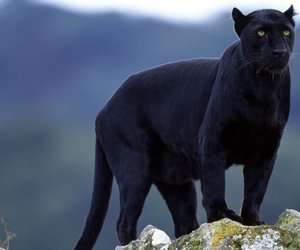 Wo leben Panther? Die Lebensräume der schwarzen Raubkatze