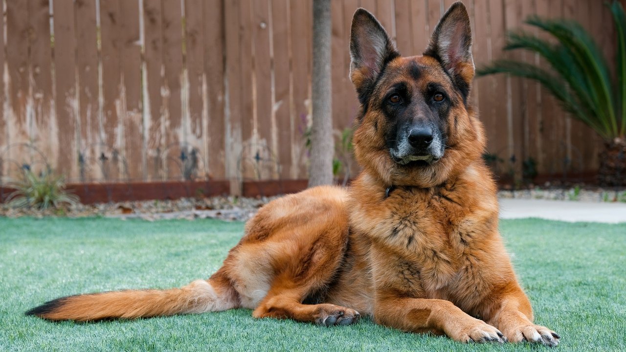 Einige Hunderassen haben einen ausgeprägten Beschützerinstinkt und bewachen Haus und Hof. 