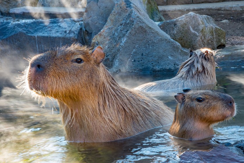 Capybara Niedliche Tiere
