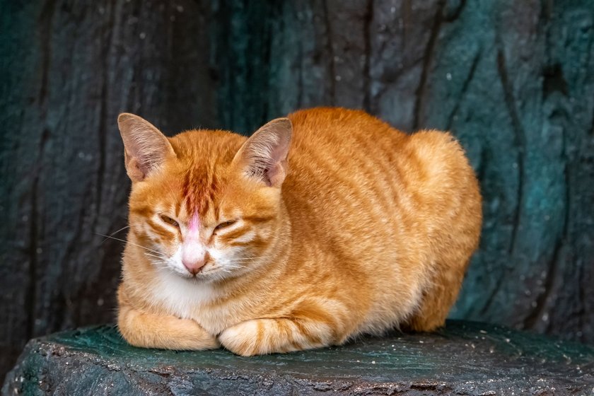 Sind die Augen halb geöffnet, ist die Katze wachsam.