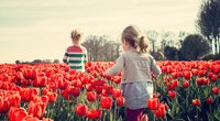 Farbtupfer für Frühlingslaune: Wann blühen Tulpen?