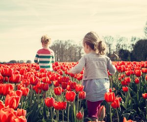 Farbtupfer für Frühlingslaune: Wann blühen Tulpen?