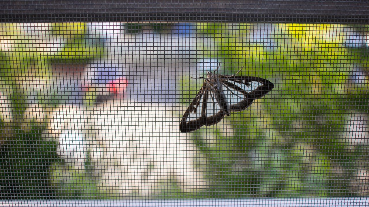 A box tree moth (Glyphodes perspectalis) attached to the outside of the screen door.