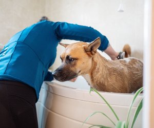 Hund – Wie oft baden ist wirklich sinnvoll?