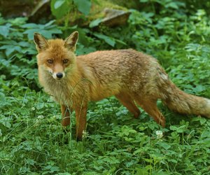 5 spannende Fakten, die du über Füchse unbedingt kennen solltest