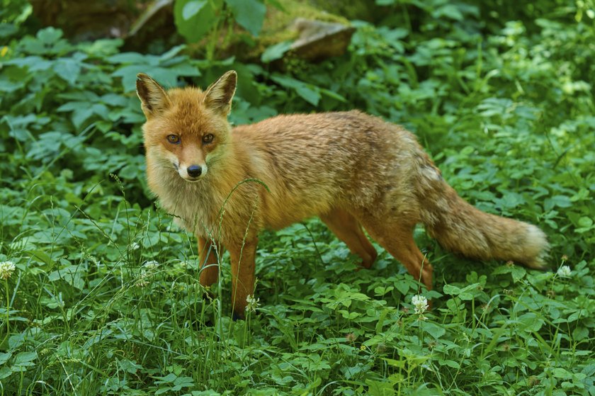 Ein Fuchs steht im grünen Gras und blickt neugierig.