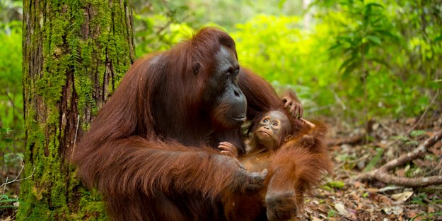 Das große Tierquiz: Wie gut kennst du die Welt der Tiere?