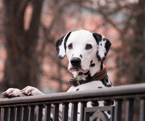 Dürfen Hunde Soja essen? Fleischersatz auch für Tiere