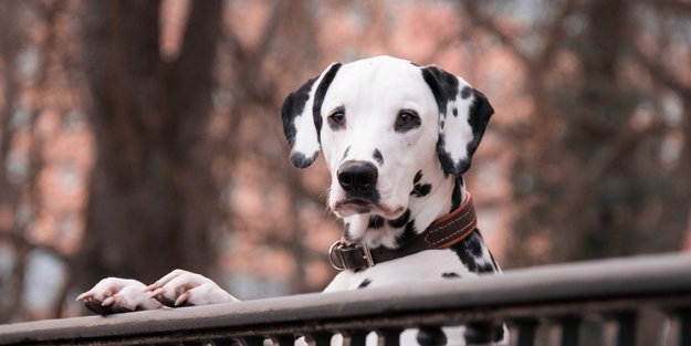 Dürfen Hunde Soja essen? Fleischersatz auch für Tiere