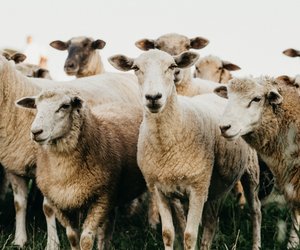 Was fressen Schafe und mit was solltest du sie besser nicht füttern?