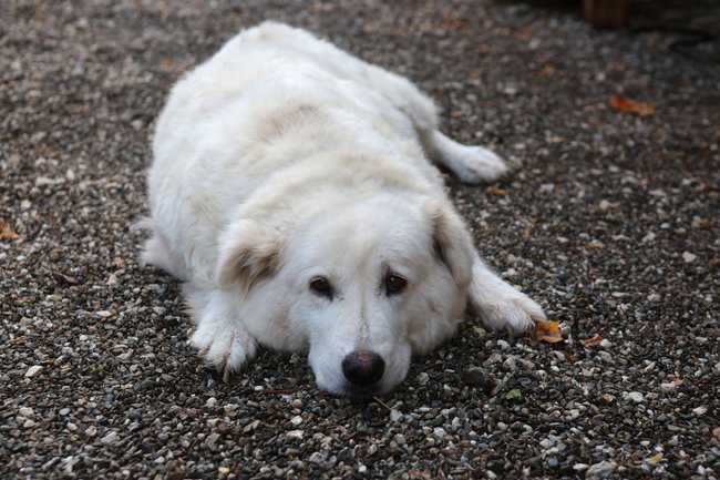 Pyrenäenberghund eignet sich als Familienhund.