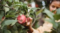Apfel und Stillen – Rund, knackig und gesund