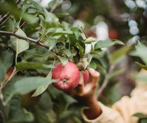 Apfel und Stillen – Rund, knackig und gesund
