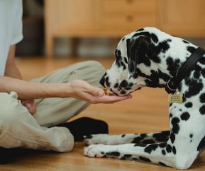 Dürfen Hunde Spinat essen? Wir verraten es dir