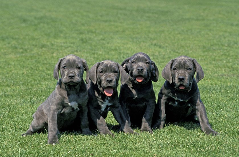 Neapolitan Mastiff  