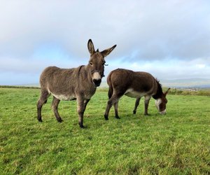 Was fressen Esel? So kannst du sie füttern