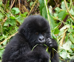 Was fressen Gorillas? So werden die Menschenaffen satt
