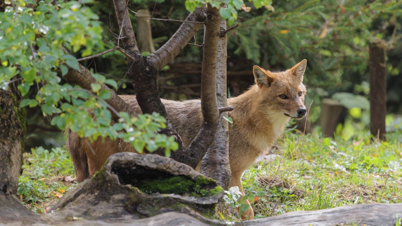 Ist das ein Fuchs oder ein Goldschakal?