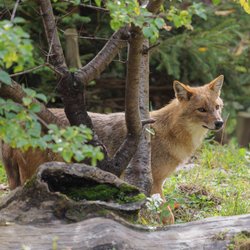 Goldschakal und Fuchs: Welche Unterschiede gibt es?