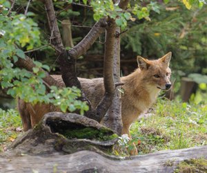 Goldschakal und Fuchs: Welche Unterschiede gibt es?