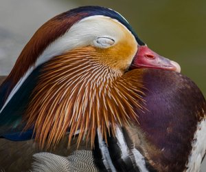 Wie schlafen Vögel? Spannendes Wissen für Kinder