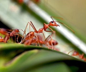 Fleißige Helfer: Schlafen Ameisen eigentlich?