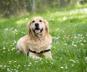 Dürfen Hunde Schnittlauch essen? Wir klären auf