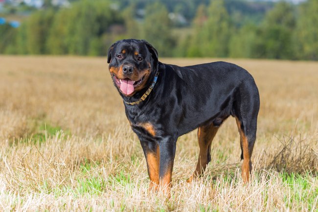 Rottweiler