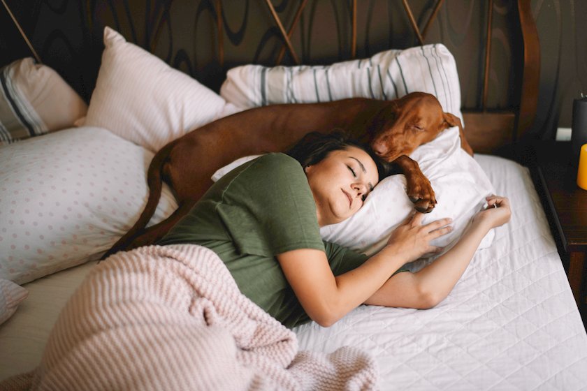 Hund im Bett