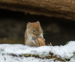 Warum&#x20;W&#x00FC;hlm&#x00E4;use&#x20;auch&#x20;im&#x20;tiefen&#x20;Winter&#x20;unerm&#x00FC;dlich&#x20;weitergraben