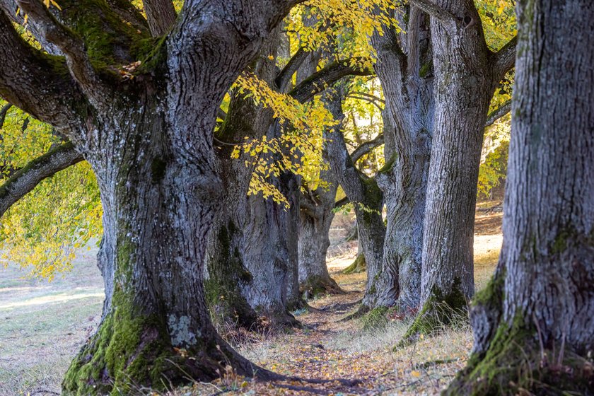 Die Lindenallee bei Kirchheim unter Teck im Herbst