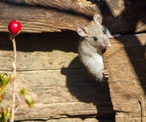 Mäuse als Haustiere: Sind sie für Kinder geeignet?