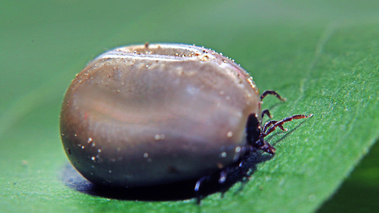 Zecke&#x20;lauert&#x20;auf&#x20;einer&#x20;Blume