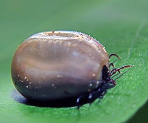 Dieser Trick schützt dich im Garten vor fiesen Zecken