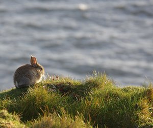 Löwenzahn für Kaninchen: Ist das Unkraut gut verträglich?