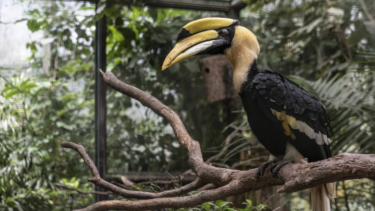 Der Nashornvogel mit seinem interessanten Schnabel