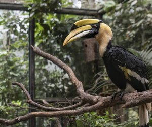 Vögel mit „N“: Diese Arten solltest du kennen