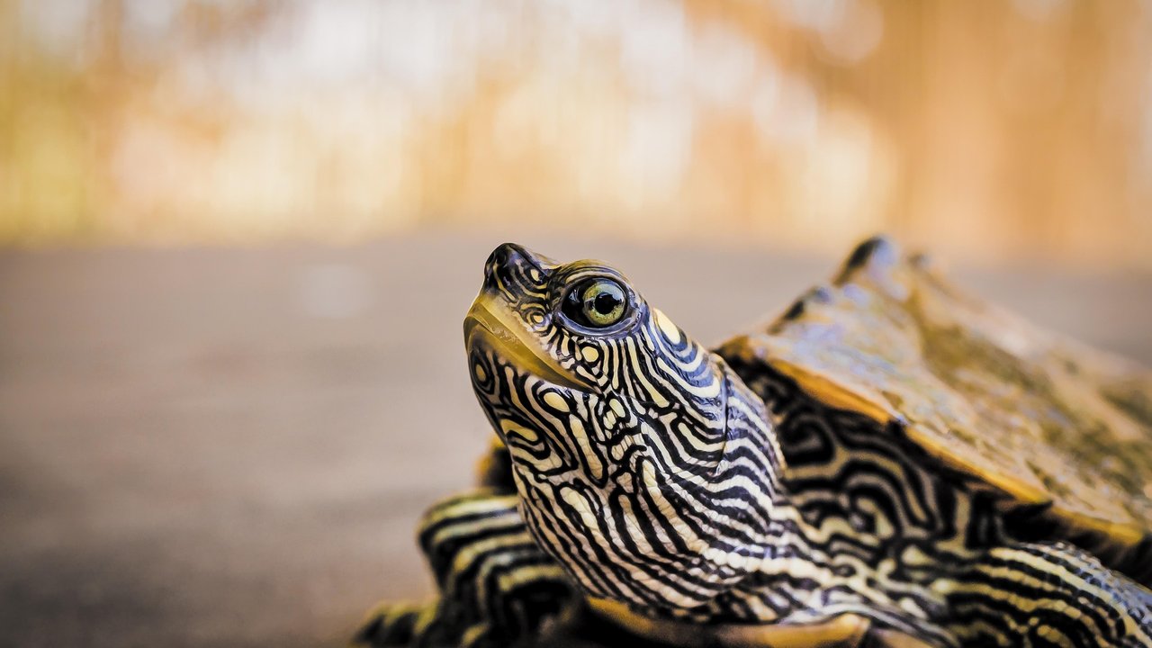 Schildkröten benötigen viel Kalzium.