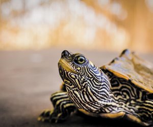 Dürfen Schildkröten Gurke essen? Darauf ist zu achten