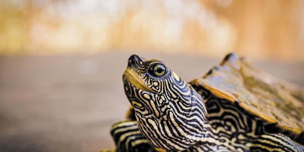 Dürfen Schildkröten Gurke essen? Darauf ist zu achten