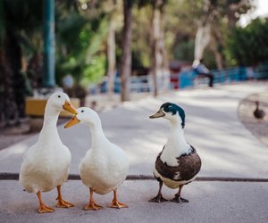Eignet sich eine Ente als Haustier? Wichtige Informationen zur Haltung