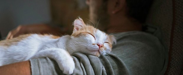 Anschmiegsame Lieblinge: Diese Katzenrassen genießen die Nähe zu ihren Besitzern