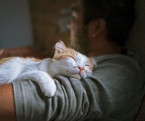 Diese verschmusten Katzenrassen lieben es, nahe bei ihren Menschen zu sein