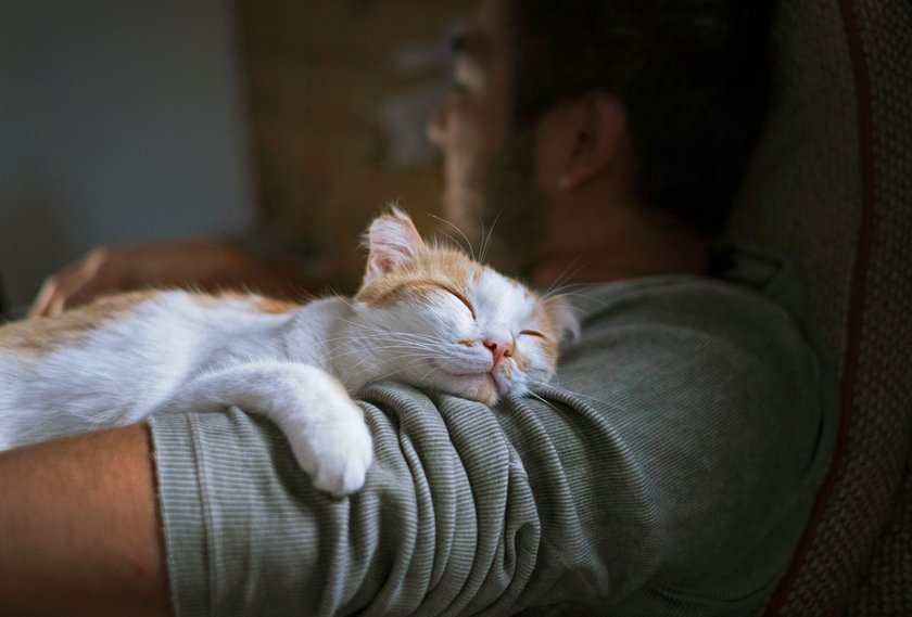 Manche Katzen kleben förmlich an ihren Menschenfreunden.