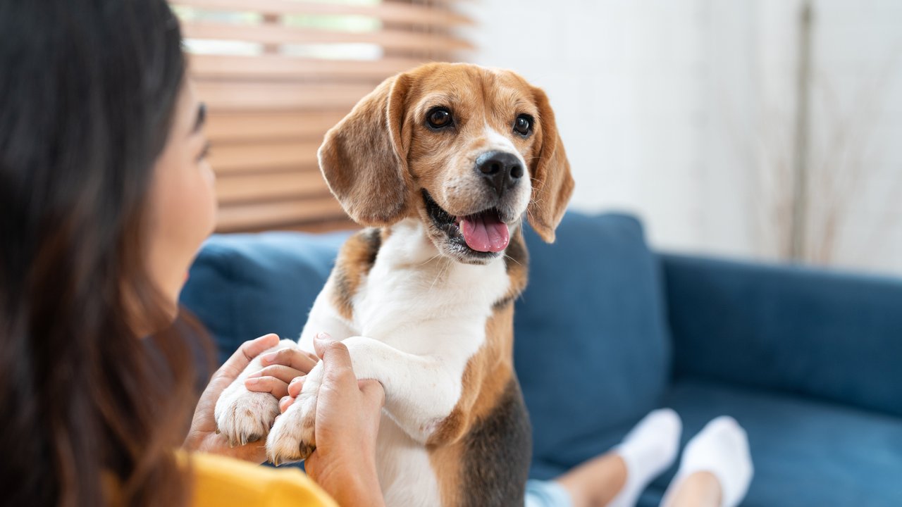 Portrait of beagle dog playing with Asian young woman on sofa in living room at cozy home. Pet and cute animal concept.