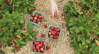Erdbeeren anbauen: So kannst du gut und fruchtsüß ernten