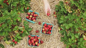 Erdbeeren anbauen: So kannst du gut und fruchtsüß ernten