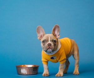 Dürfen Hunde Haferflocken essen? So sind sie besonders bekömmlich