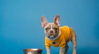 Dürfen Hunde Haferflocken essen? So sind sie besonders bekömmlich